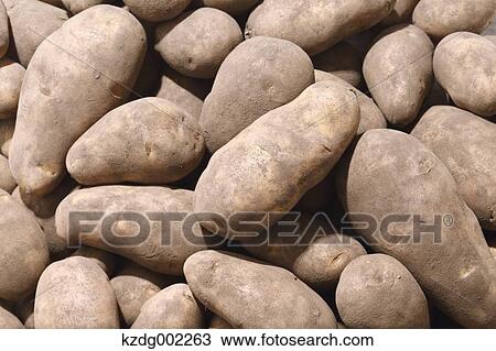 Potatoes View Large Photo Image Stock Image - Potatoes. Fotosearch