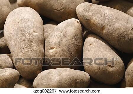 Potatoes View Large Photo Image Stock Photo - Potatoes. Fotosearch