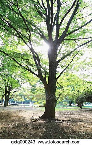Tree in a park View Large Photo Image Stock Image - Tree in a park. Fotosearch