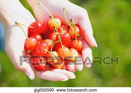 Stock Image - Woman hands holding cherries. Fotosearch