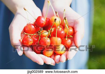 Stock Photo - Woman hands holding cherries. Fotosearch