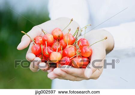 Woman hands holding cherries View Large Photo Image Stock Photo - Woman hands holding cherries. Fotosearch