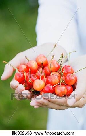Woman hands holding cherries View Large Photo Image Stock Photo - Woman hands holding cherries. Fotosearch