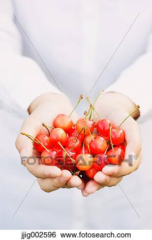 Woman hands holding cherries View Large Photo Image Stock Photograph - Woman hands holding cherries. Fotosearch