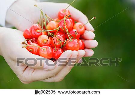 Woman hands holding cherries View Large Photo Image Stock Photography - Woman hands holding cherries. Fotosearch