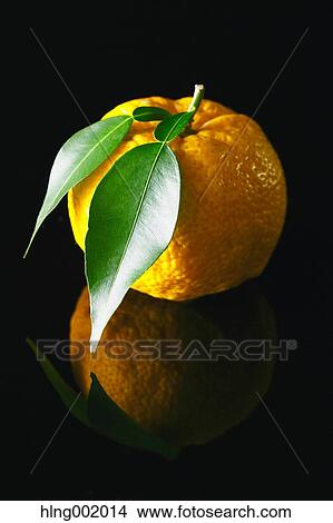Yuzu View Large Photo Image Picture - Yuzu. Fotosearch
