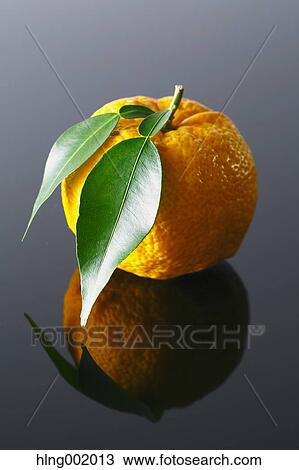 Yuzu View Large Photo Image Stock Image - Yuzu. Fotosearch