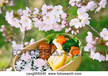 Bento under the cherry blossoms View Large Photo Image Stock Image - Bento under the cherry blossoms. Fotosearch