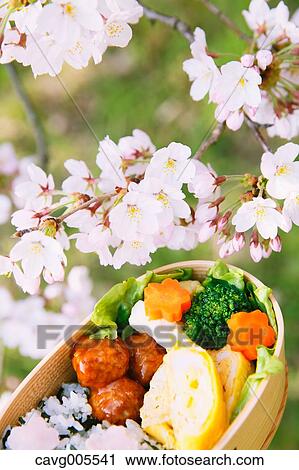 Stock Image - Bento under the cherry blossoms. Fotosearch