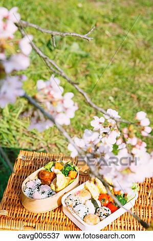 Stock Photo - Bento under the cherry blossoms. Fotosearch