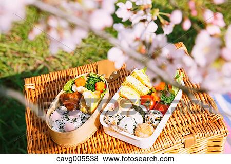 Bento under the cherry blossoms View Large Photo Image Stock Photo - Bento under the cherry blossoms. Fotosearch