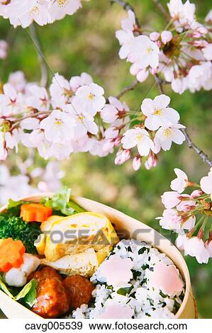 Bento under the cherry blossoms View Large Photo Image Stock Photo - Bento under the cherry blossoms. Fotosearch