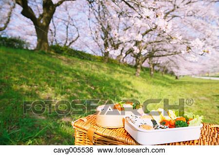 Bento under the cherry blossoms View Large Photo Image Stock Photograph - Bento under the cherry blossoms. Fotosearch