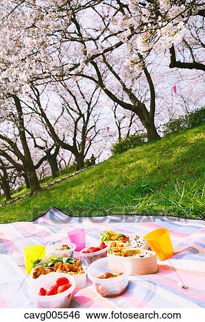 Bento under the cherry blossoms View Large Photo Image Stock Photograph - Bento under the cherry blossoms. Fotosearch