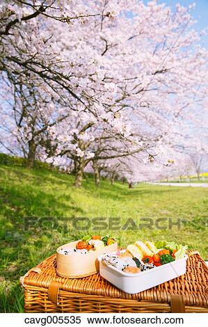 Bento under the cherry blossoms View Large Photo Image Stock Photography - Bento under the cherry blossoms. Fotosearch