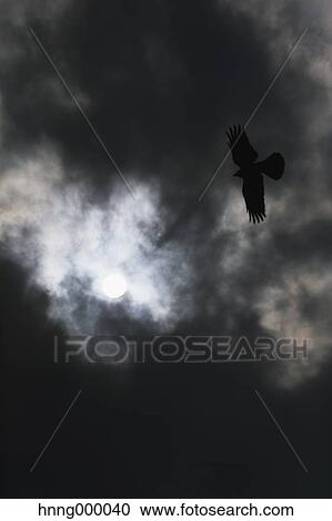Stock Image - Bird flying in a clouded night sky. Fotosearch