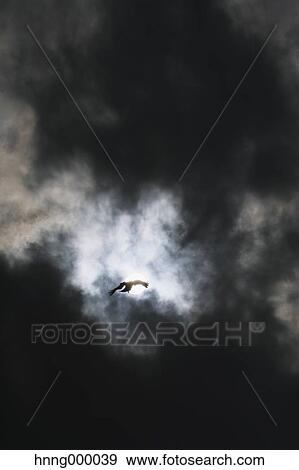 Stock Photo - Bird flying in a clouded night sky. Fotosearch