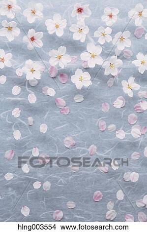 Picture - Cherry blossoms on paper. Fotosearch