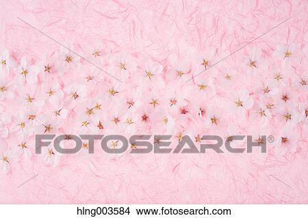 Cherry blossoms on paper View Large Photo Image Picture - Cherry blossoms on paper. Fotosearch
