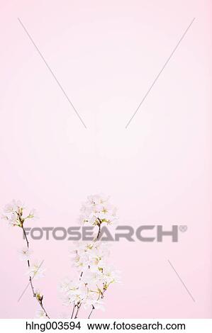 Cherry blossoms on paper View Large Photo Image Picture - Cherry blossoms on paper. Fotosearch