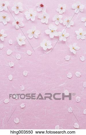 Cherry blossoms on paper View Large Photo Image Stock Image - Cherry blossoms on paper. Fotosearch