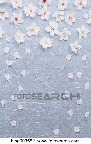 Cherry blossoms on paper View Large Photo Image Stock Image - Cherry blossoms on paper. Fotosearch