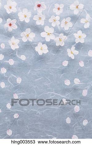 Cherry blossoms on paper View Large Photo Image Stock Image - Cherry blossoms on paper. Fotosearch