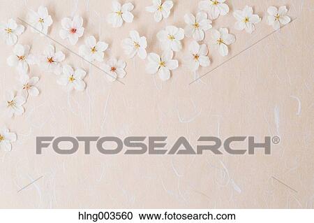Cherry blossoms on paper View Large Photo Image Stock Image - Cherry blossoms on paper. Fotosearch