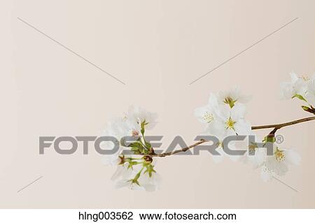 Cherry blossoms on paper View Large Photo Image Stock Image - Cherry blossoms on paper. Fotosearch