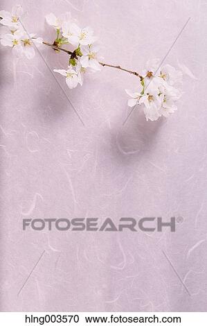 Cherry blossoms on paper View Large Photo Image Stock Image - Cherry blossoms on paper. Fotosearch