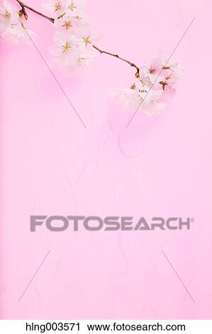 Cherry blossoms on paper View Large Photo Image Stock Image - Cherry blossoms on paper. Fotosearch