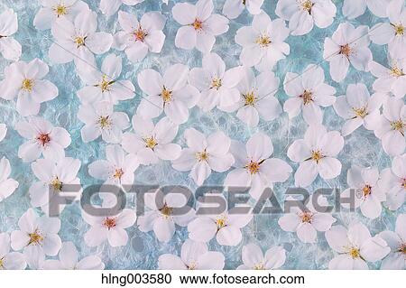 Cherry blossoms on paper View Large Photo Image Stock Image - Cherry blossoms on paper. Fotosearch