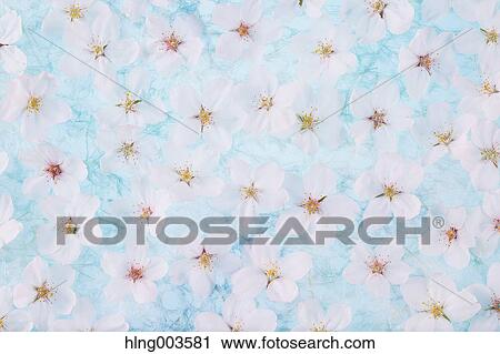 Cherry blossoms on paper View Large Photo Image Stock Image - Cherry blossoms on paper. Fotosearch