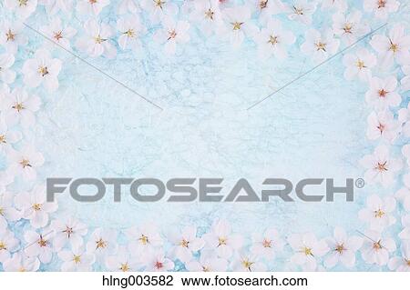 Cherry blossoms on paper View Large Photo Image Stock Image - Cherry blossoms on paper. Fotosearch