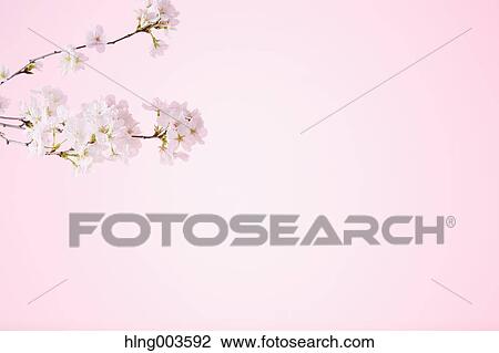 Cherry blossoms on paper View Large Photo Image Stock Image - Cherry blossoms on paper. Fotosearch