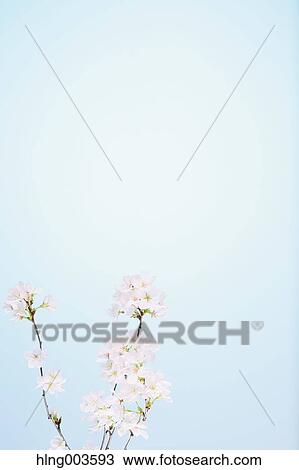 Cherry blossoms on paper View Large Photo Image Stock Image - Cherry blossoms on paper. Fotosearch