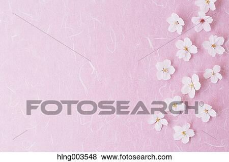 Cherry blossoms on paper View Large Photo Image Stock Photo - Cherry blossoms on paper. Fotosearch