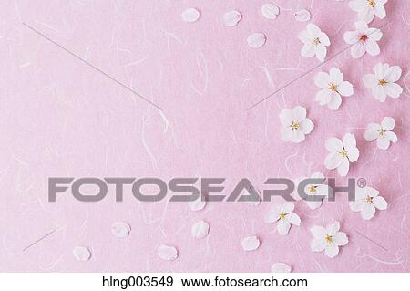 Cherry blossoms on paper View Large Photo Image Stock Photo - Cherry blossoms on paper. Fotosearch
