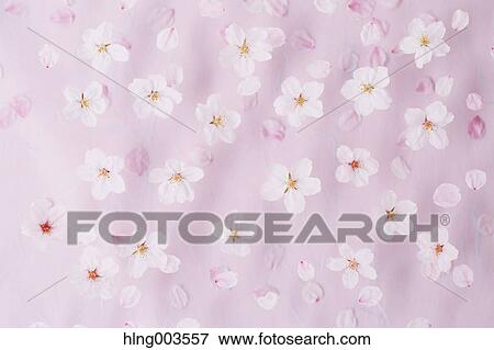 Cherry blossoms on paper View Large Photo Image Stock Photo - Cherry blossoms on paper. Fotosearch