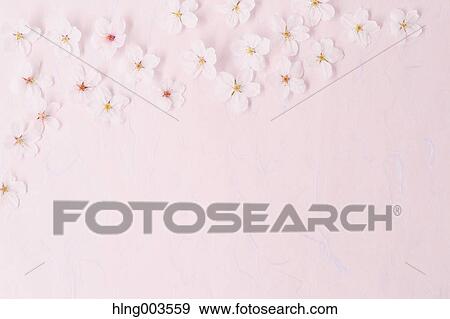 Cherry blossoms on paper View Large Photo Image Stock Photo - Cherry blossoms on paper. Fotosearch