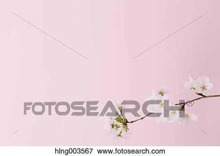 Cherry blossoms on paper View Large Photo Image Stock Photo - Cherry blossoms on paper. Fotosearch