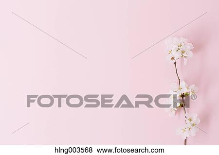 Cherry blossoms on paper View Large Photo Image Stock Photo - Cherry blossoms on paper. Fotosearch