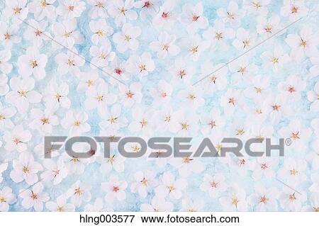 Cherry blossoms on paper View Large Photo Image Stock Photo - Cherry blossoms on paper. Fotosearch