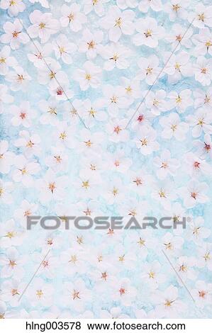 Cherry blossoms on paper View Large Photo Image Stock Photo - Cherry blossoms on paper. Fotosearch