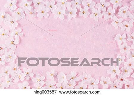 Cherry blossoms on paper View Large Photo Image Stock Photo - Cherry blossoms on paper. Fotosearch