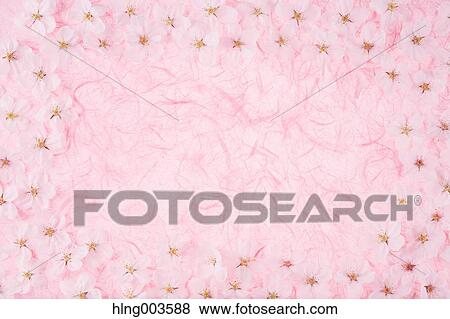 Cherry blossoms on paper View Large Photo Image Stock Photo - Cherry blossoms on paper. Fotosearch
