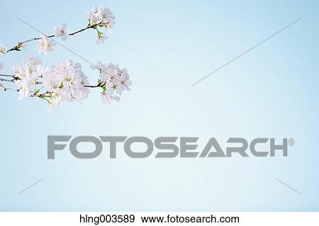 Cherry blossoms on paper View Large Photo Image Stock Photo - Cherry blossoms on paper. Fotosearch