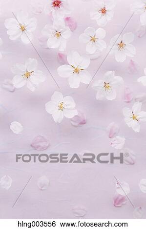 Cherry blossoms on paper View Large Photo Image Stock Photograph - Cherry blossoms on paper. Fotosearch
