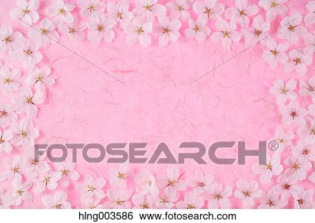 Cherry blossoms on paper View Large Photo Image Stock Photograph - Cherry blossoms on paper. Fotosearch
