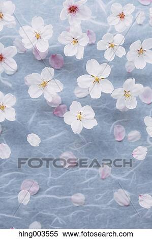 Cherry blossoms on paper View Large Photo Image Stock Photography - Cherry blossoms on paper. Fotosearch